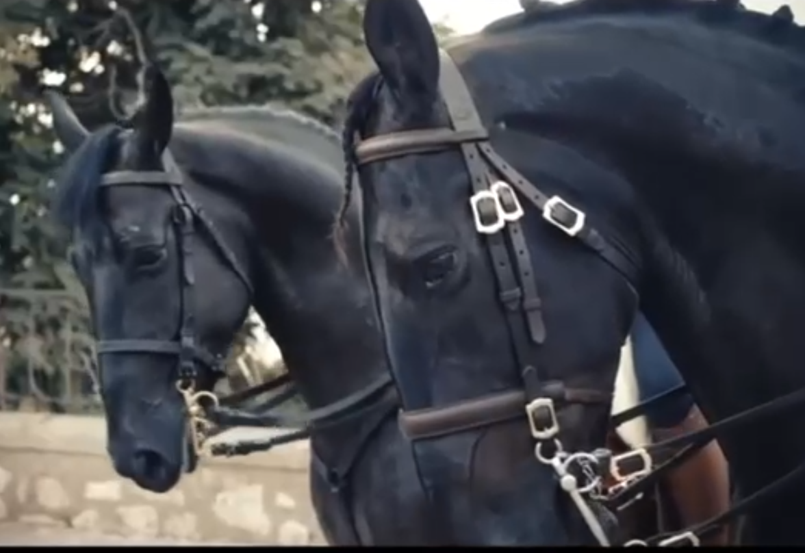 PALIO DEGLI ALERAMICI 2023